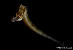 Mediterranean Pipe Fish, night dive by Marco Gargiulo 